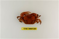 藏品(高手折顎蟹)的圖片